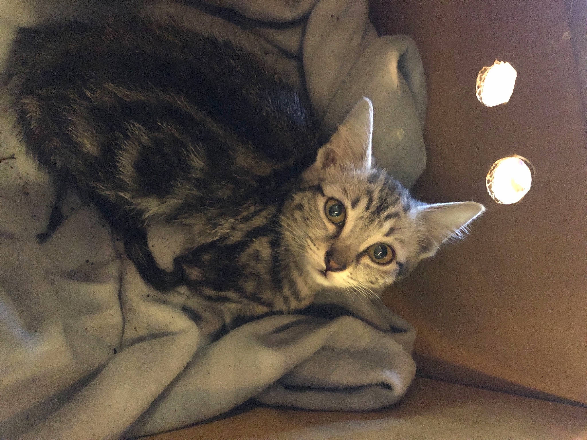 Pétunia participe au concours pour gagner de l'argent avec cette photo : american_shorthair, asian, australian_mist, california_spangled, carnivore, cat, domestic_short_haired_cat, dragon_li, european_shorthair, eye, felidae, fur, kitten, mammal, pixie_bob, small_to_medium_sized_cats, snout, tabby_cat, vertebrate, whiskers