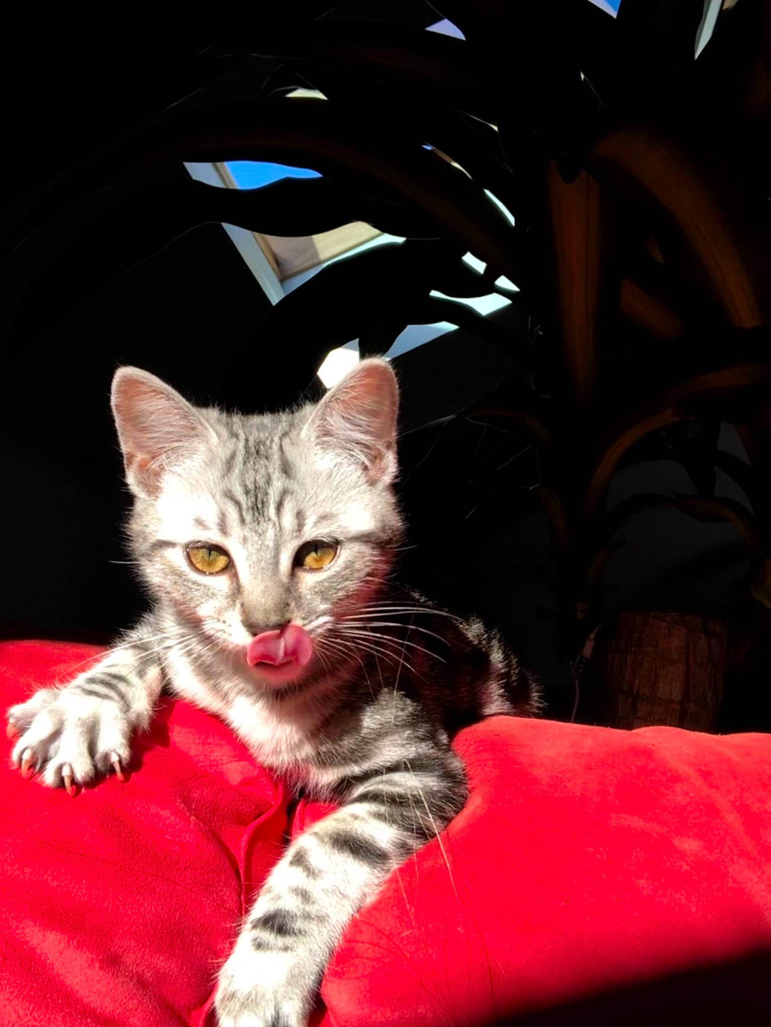 Pétunia a rejoint le concours — aidez-le/la à gagner de superbes lots ! american_shorthair, american_wirehair, asian, california_spangled, carnivore, cat, domestic_short_haired_cat, dragon_li, ear, egyptian_mau, european_shorthair, eye, felidae, fur, kitten, mammal, pixie_bob, small_to_medium_sized_cats, tabby_cat, whiskers