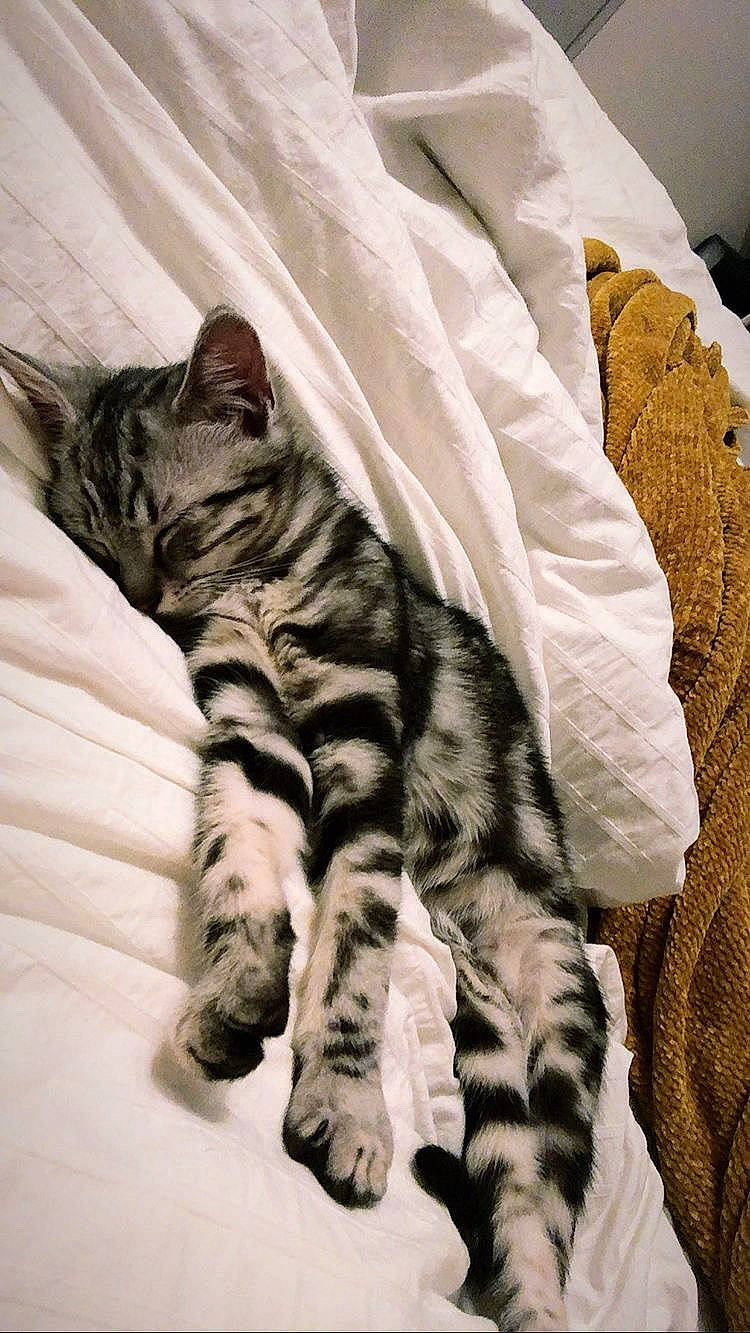 Pétunia a rejoint le concours — aidez-le/la à gagner de superbes lots ! american_shorthair, asian, bengal, carnivore, cat, domestic_short_haired_cat, dragon_li, european_shorthair, felidae, fur, kitten, mammal, pixie_bob, sleep, small_to_medium_sized_cats, tabby_cat, tail, toyger, whiskers