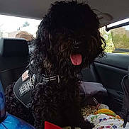 Spencer is registered to the contest to win money with this photo: animal, backseat, best_friend_label, black_dog, blanket, car_interior, closeup, comfort, curly_fur, daylight, dog, domestic_animal, fur, harness, indoor, pet, seat, tongue_out, toy, window