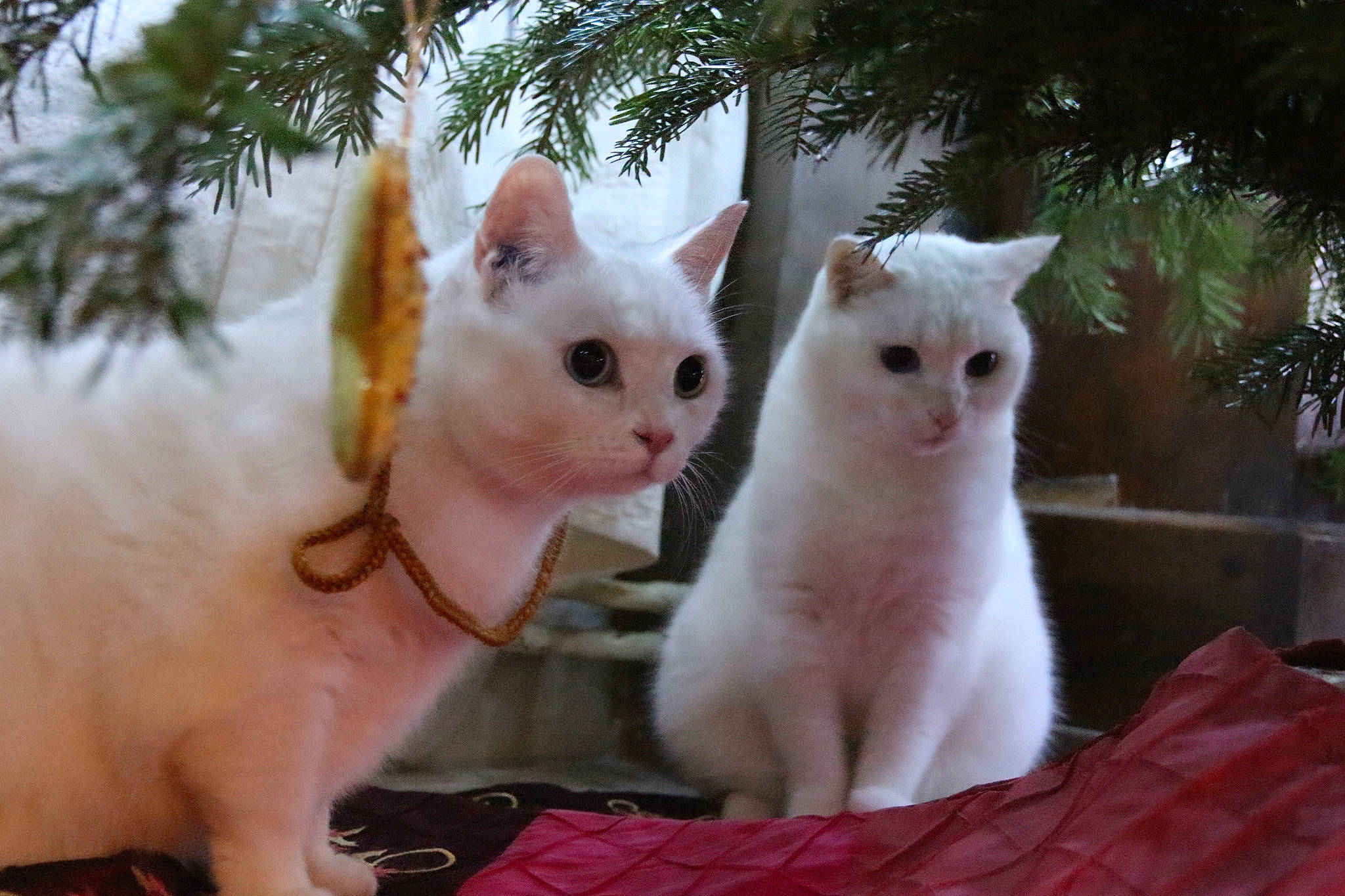 Bounty participe au concours pour gagner de l'argent avec cette photo : aegean_cat, burmilla, carnivoran, cat, cat_like_mammal, devon_rex, domestic_short_haired_cat, german_rex, khao_manee, kitten, person, small_to_medium_sized_cats, whiskers