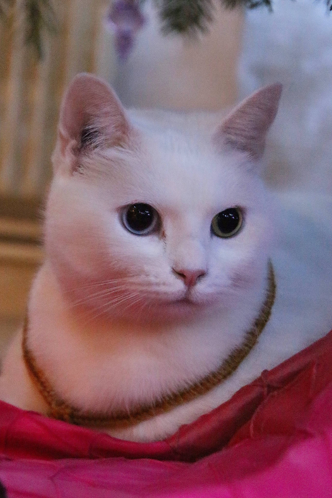 Bounty a rejoint le concours — aidez-le/la à gagner de superbes lots ! aegean_cat, burmilla, carnivoran, cat, cat_like_mammal, close_up, colorpoint_shorthair, domestic_short_haired_cat, european_shorthair, eye, face, khao_manee, kitten, nose, person, ragdoll, small_to_medium_sized_cats, snout, turkish_angora, turkish_van