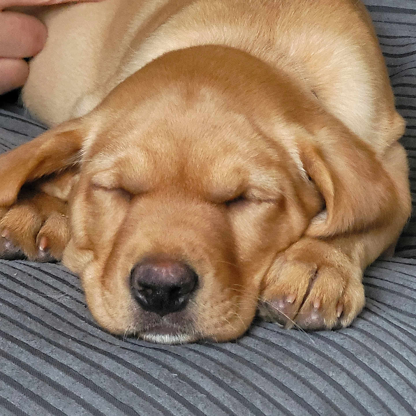 Nala joined the competition — help win amazing prizes! animal, brown_fur, close_up, cozy, cute, dog, domestic_animal, finger, fur_texture, human_hand, indoor, nose, paw, pet, puppy, resting, sleeping, soft, striped_cushion, young_dog