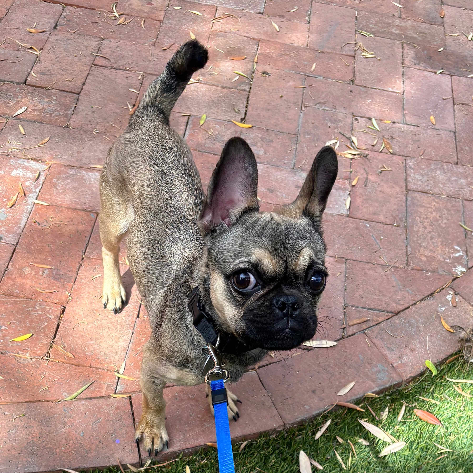 Frankie joined the competition — help win amazing prizes! animal, brick_patio, canine, closeup, collar, curious, daylight, dog, ears, eyes, fur, grass, greenery, leash, nature, outdoor, pet, small_dog, standing, walking