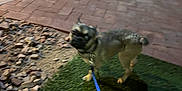 Frankie is registered to the contest to win money with this photo: dog, leash, grass, rocks, pavement, outdoor, night, blur, small_dog, pet, animal, shadow, walking, collar, canine, side_view, urban, yard, evening, motion_blur