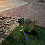 dog, leash, grass, rocks, pavement, outdoor, night, blur, small_dog, pet, animal, shadow, walking, collar, canine, side_view, urban, yard, evening, motion_blur