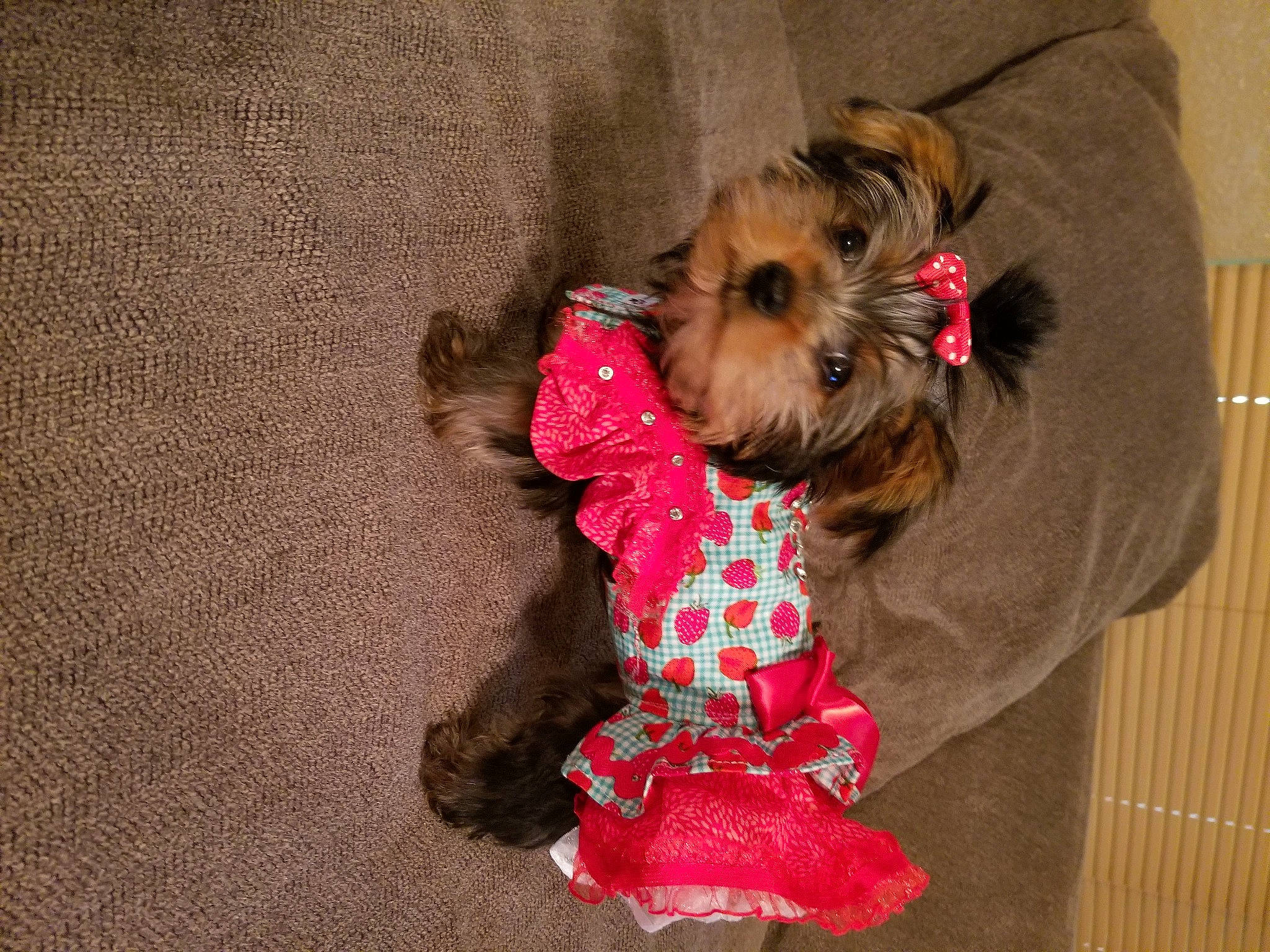 Pebbles is registered to the contest to win money with this photo: australian_silky_terrier, canidae, carnivore, chinese_imperial_dog, companion_dog, dog, dog_breed, dog_clothes, dog_supply, morkie, pink, puppy, small_terrier, snout, terrier, toy_dog, yorkipoo, yorkshire_terrier