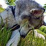 dog, husky, animal, pet, grass, outdoor, nature, park, greenery, canine, fur, paw, collar, tree, daylight, closeup, muzzle, sniffing, resting, playful