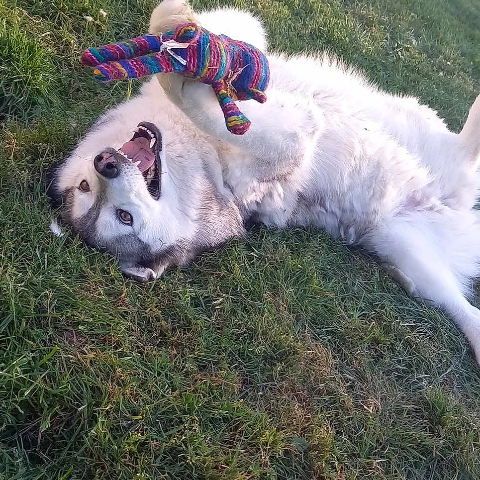 Judy a rejoint le concours — aidez-le/la à gagner de superbes lots ! animal, canine, colorful, daylight, dog, fur, grass, happy, husky, knitted_toy, lying_down, nature, outdoor, paw, pet, playful, relaxed, smiling, summer, toy