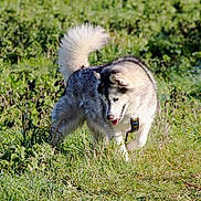 Judy a rejoint le concours — aidez-le/la à gagner de superbes lots ! dog, husky, outdoor, grass, pet, animal, sunlight, playful, fur, nature, canine, walking, collar, daylight, mammal, field, happy, active, summer, tail
