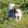 dog, husky, outdoor, grass, pet, animal, sunlight, playful, fur, nature, canine, walking, collar, daylight, mammal, field, happy, active, summer, tail