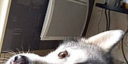 Judy participe au concours pour gagner de l'argent avec cette photo : dog, husky, close_up, resting, indoor, pet, animal, face, fur, brown_eye, gray_fur, white_fur, table, heater, electronic_device, cord, wall, floor, quiet, calm