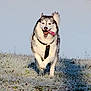 dog, husky, running, tongue_out, frosty_grass, outdoor, animal, pet, happy, energetic, nature, daylight, fur, canine, playful, field, winter, cold, active, leash