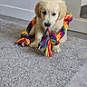 adorable, animal, carpet, chewing, colorful, cute, dog, floor, furry, golden_retriever, home, indoor, pet, playing, puppy, rope_toy, small, texture, toy, young_dog