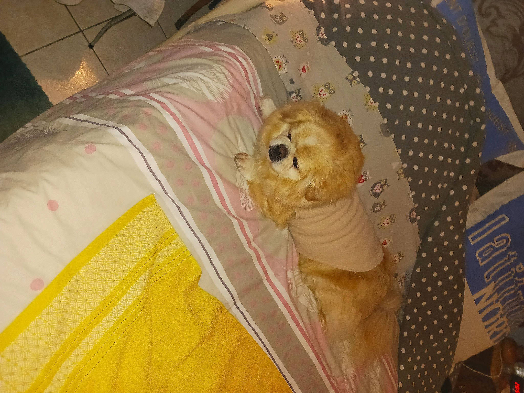 Sesame participe au concours pour gagner de l'argent avec cette photo : bed, bed_sheet, bedding, canidae, carnivore, comfort, companion_dog, dog_breed, duvet, event, fawn, felidae, fun, linens, pattern, sporting_group, stuffed_toy, teddy_bear, textile, toy