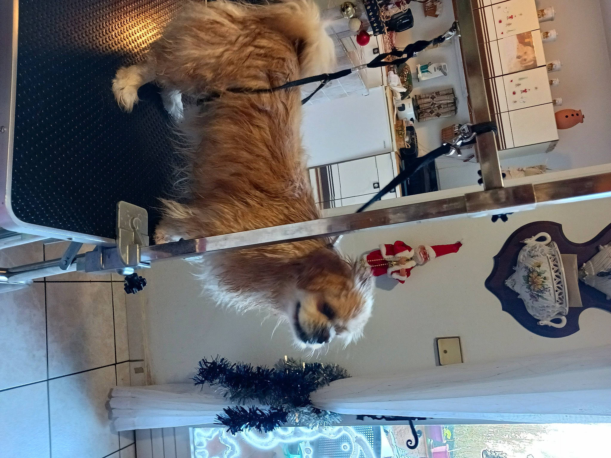 Sesame participe au concours pour gagner de l'argent avec cette photo : collar, fawn, fur, glass, metal, room, tail, tourist_attraction, wood, working_animal