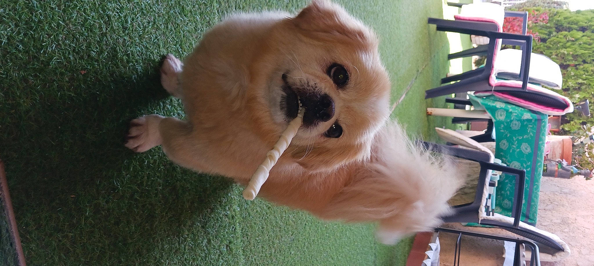 Sesame participe au concours pour gagner de l'argent avec cette photo : canidae, carnivore, companion_dog, dog, dog_breed, fawn, fur, german_spitz, grass, non_sporting_group, paw, puppy, snout, spitz, sporting_group, stuffed_toy, tail, toy_dog, whiskers, working_animal