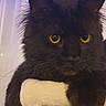 cat, black_cat, yellow_eyes, pet, indoor, furry, animal, perch, relaxed, whiskers, ears, close_up, portrait, cozy, feline, domestic_animal, soft_lighting, window, curtain, home