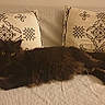 cat, black_cat, couch, pillow, indoor, furniture, relaxing, pet, animal, fluffy, cozy, domestic_animal, lying_down, resting, living_room, decorative_pillow, home, comfortable, cute, fur