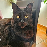 Horus a rejoint le concours — aidez-le/la à gagner de superbes lots ! cat, black_cat, yellow_eyes, fluffy_fur, indoor, chair, pet, animal, feline, relaxed, portrait, close_up, domestic_cat, whiskers, ears, fur, looking_at_camera, home, cozy, natural_light