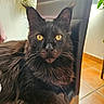 cat, black_cat, yellow_eyes, fluffy_fur, indoor, chair, pet, animal, feline, relaxed, portrait, close_up, domestic_cat, whiskers, ears, fur, looking_at_camera, home, cozy, natural_light