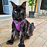 cat, black_cat, pet, animal, feline, yellow_eyes, purple_harness, outdoor, patio, tile_floor, plant, potted_plant, door, chair, leash, fur, whiskers, sitting, alert, domestic_animal