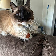 Maitai is registered to the contest to win money with this photo: brown_couch, cat, close_up, collar, couch, curious, domestic_animal, feline, fluffy, fur, home, indoor, lamp, living_room, mop, pet_tag, resting, wall_decor, whiskers, wide_eyes