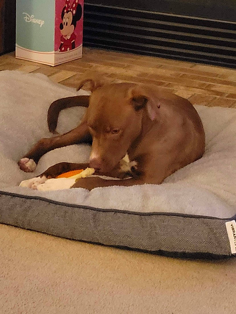 Bella joined the competition — help win amazing prizes! animal_feed, canidae, carnivore, comfort, companion_dog, dog, dog_breed, dog_supply, fawn, flooring, hardwood, liver, livestock, pet_supply, snout, sporting_group, tail, terrestrial_animal, wood, working_animal