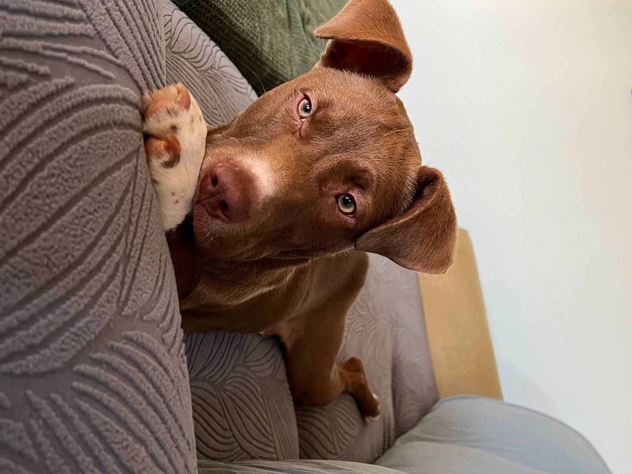 Bella is registered to the contest to win money with this photo: canidae, carnivore, comfort, companion_dog, dog, dog_breed, ear, fawn, fedora, fur, hat, liver, livestock, snout, sporting_group, sun_hat, terrestrial_animal, whiskers, working_animal, wrinkle