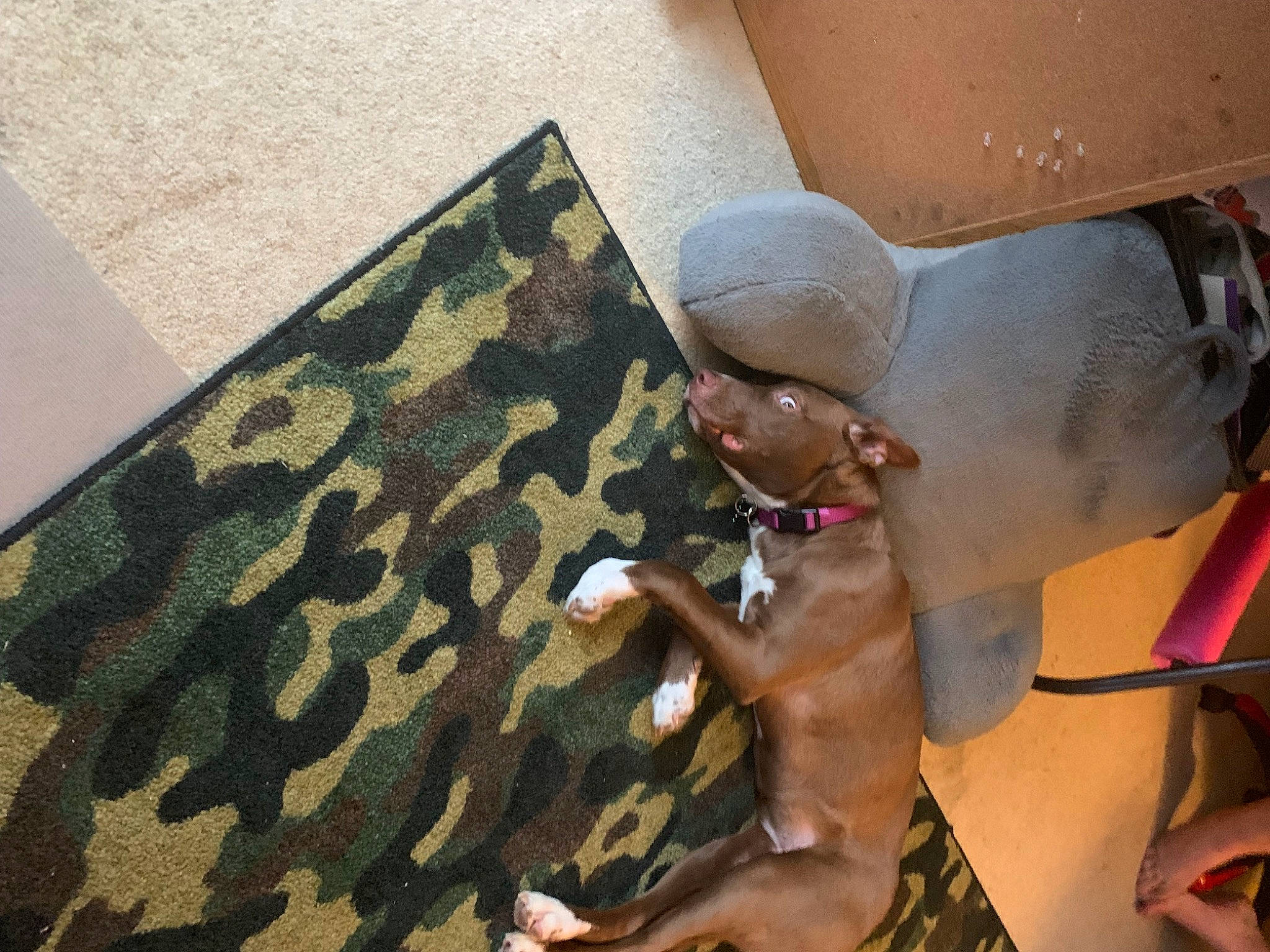 Bella is registered to the contest to win money with this photo: abdomen, art, barechested, chest, eyewear, fashion_accessory, fawn, flooring, fun, human_leg, leisure, pattern, room, selfie, sunglasses, tints_and_shades, toy, trunk, visual_arts, wood