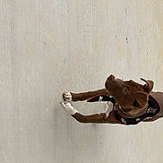 Bella joined the competition — help win amazing prizes! amphibian, bicycle_handlebar, elbow, eyewear, fashion_accessory, fawn, flooring, hardwood, landscape, metal, personal_protective_equipment, plywood, recreation, shadow, sunglasses, tail, toy, water, wood, wrist