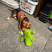 Max joined the competition — help win amazing prizes! alligator_toy, blanket, brown_sweater, canine, carpet, casual, chewing, cozy, dog, domestic_animal, floor, furniture, household, indoor, laundry_basket, pet, playful, plush_toy, resting, toy
