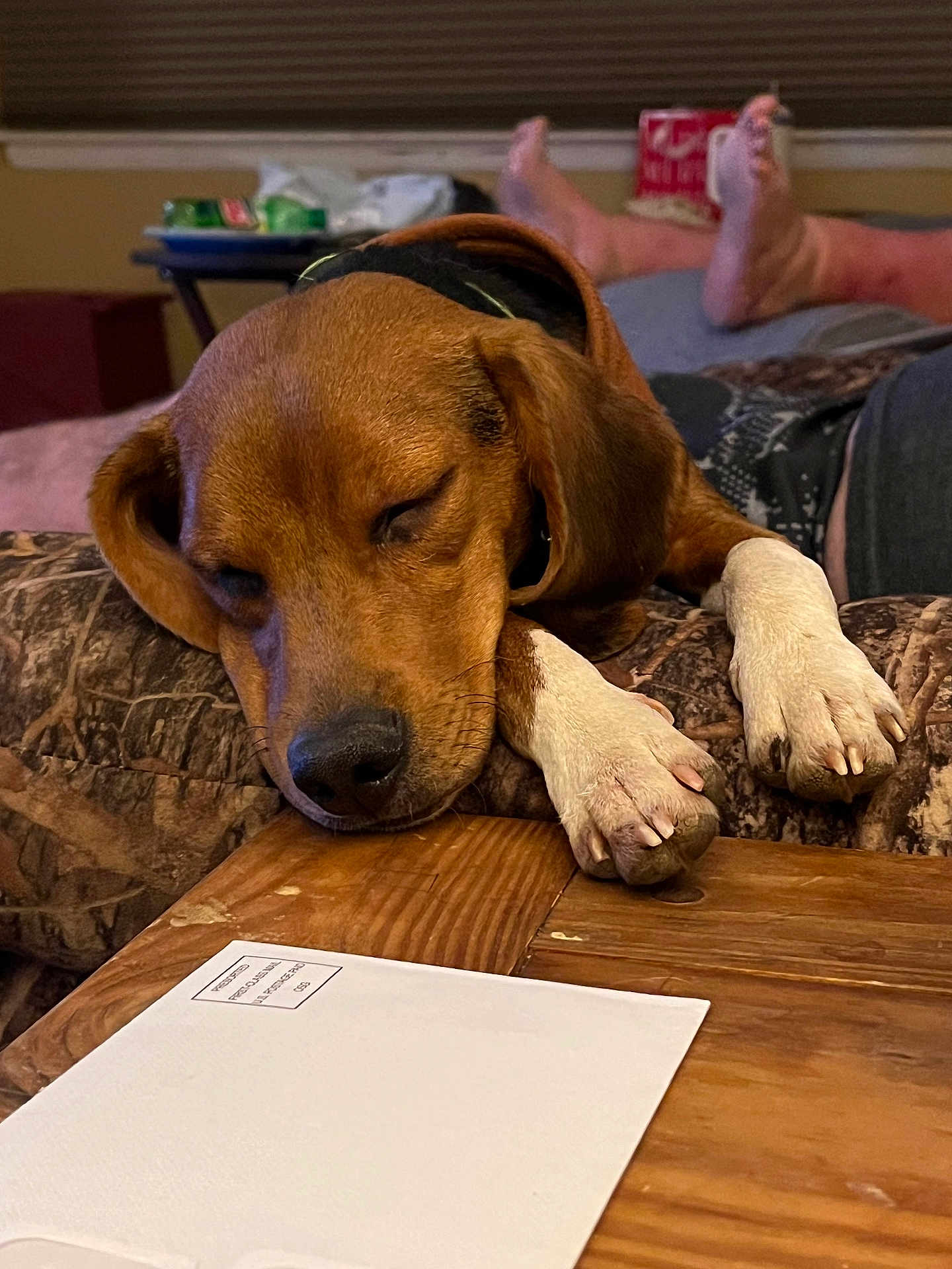 Max joined the competition — help win amazing prizes! dog, sleeping, paws, couch, table, wood, relaxing, indoor, pet, animal, resting, brown_dog, close_up, furniture, human_feet, blurred_background, cozy, comfort, domestic, nap