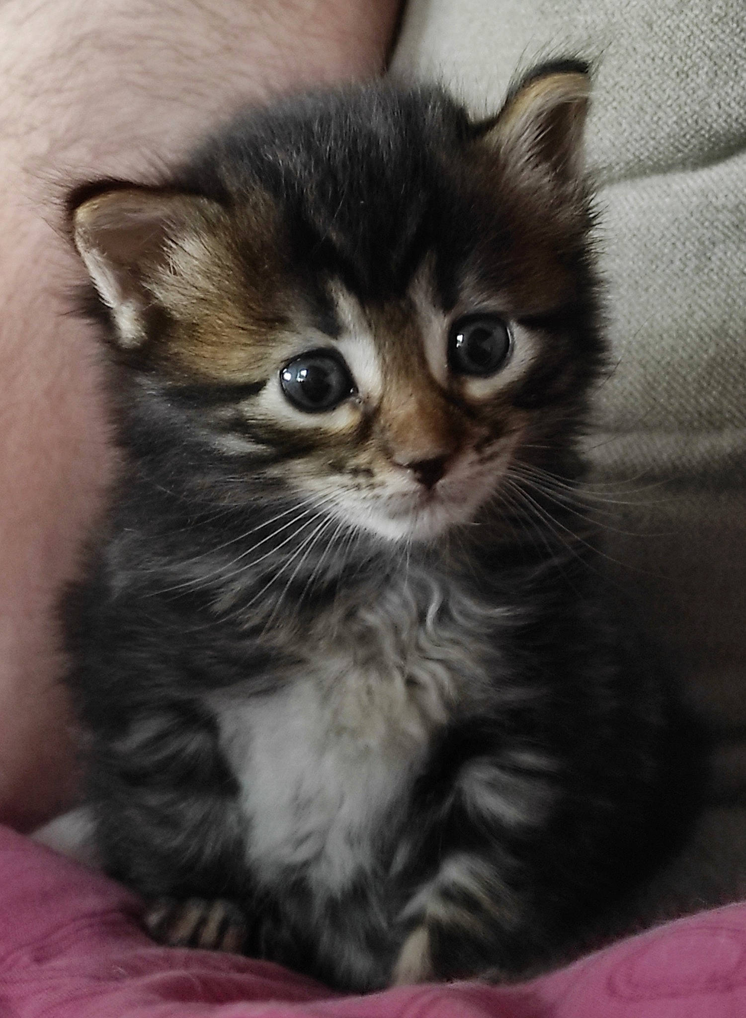 Mahira a rejoint le concours — aidez-le/la à gagner de superbes lots ! box, carnivore, cat, claw, domestic_short_haired_cat, eye, fawn, felidae, fur, iris, paw, small_to_medium_sized_cats, snout, whiskers, window