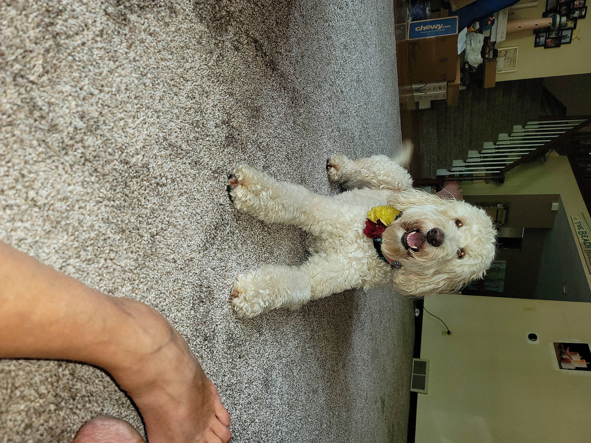 Mela is registered to the contest to win money with this photo: ankle, barefoot, companion_dog, concrete, flooring, foot, fun, fur, human_leg, mammal, nail, plush, road_surface, room, sidewalk, stuffed_toy, toe, toy, vertebrate