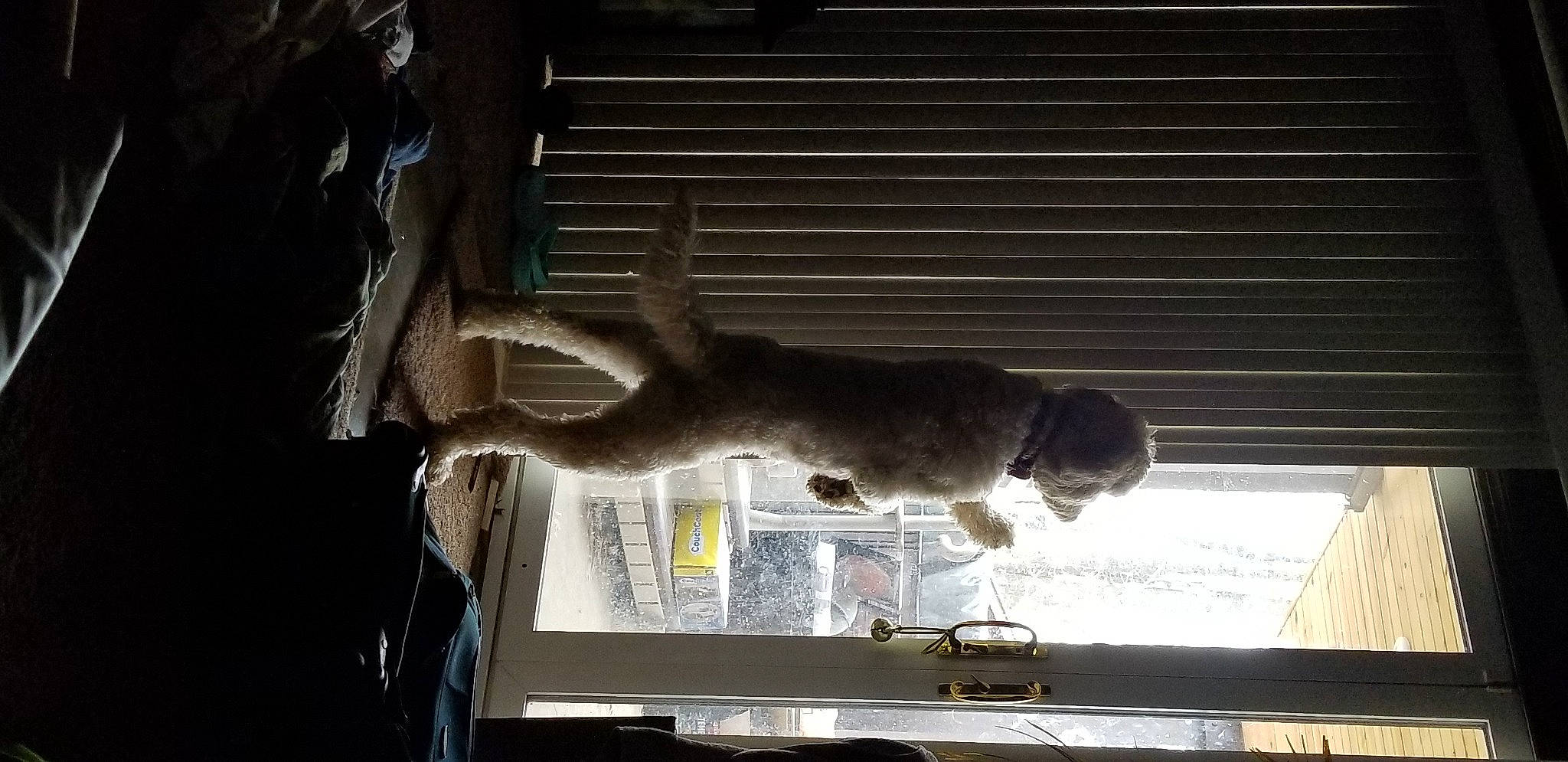 Mela is registered to the contest to win money with this photo: canidae, felidae, fur, glass, room, sash_window, shade, shadow, small_to_medium_sized_cats, sporting_group, tail, tints_and_shades, window, window_covering, window_treatment, windshield, wood