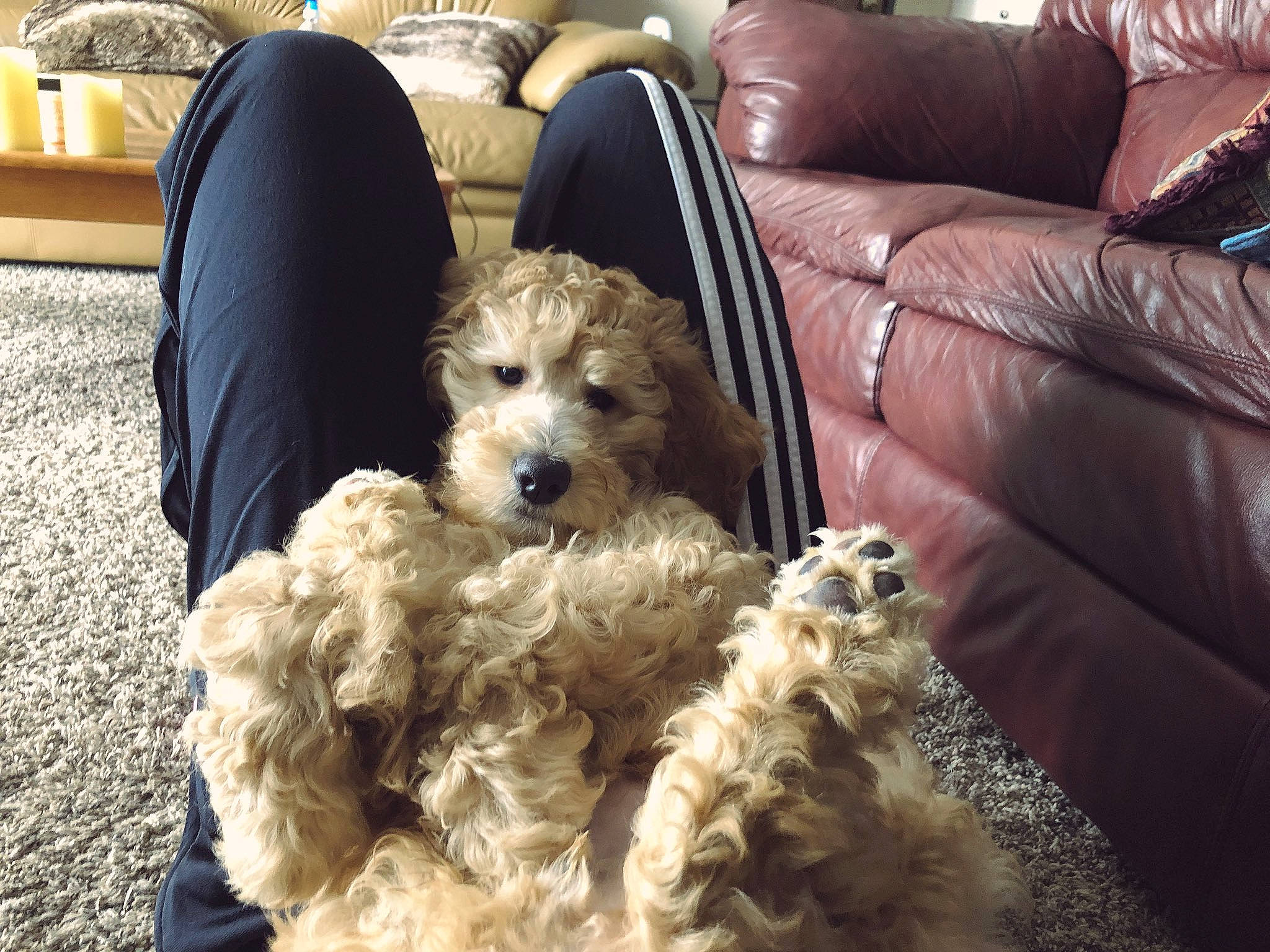 Mela is registered to the contest to win money with this photo: canidae, carnivore, comfort, companion_dog, couch, dog, dog_breed, dog_supply, fawn, fur, furniture, living_room, poodle, small_terrier, sporting_group, studio_couch, terrier, toy, toy_dog, working_animal