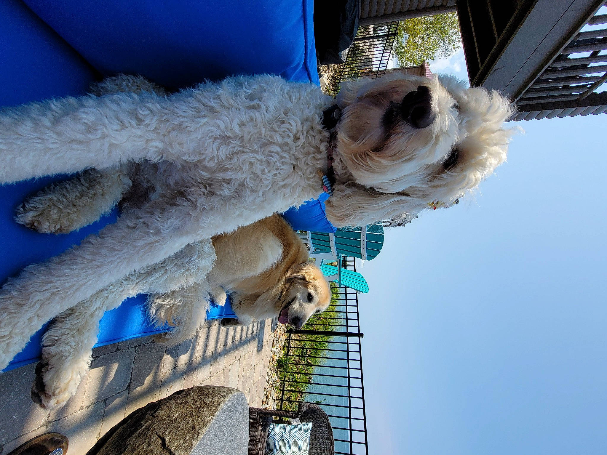 Mela joined the competition — help win amazing prizes! azure, blue, companion_dog, dog, dog_breed, electric_blue, feather, fur, light, sky, sporting_group, tree, water, white, working_animal