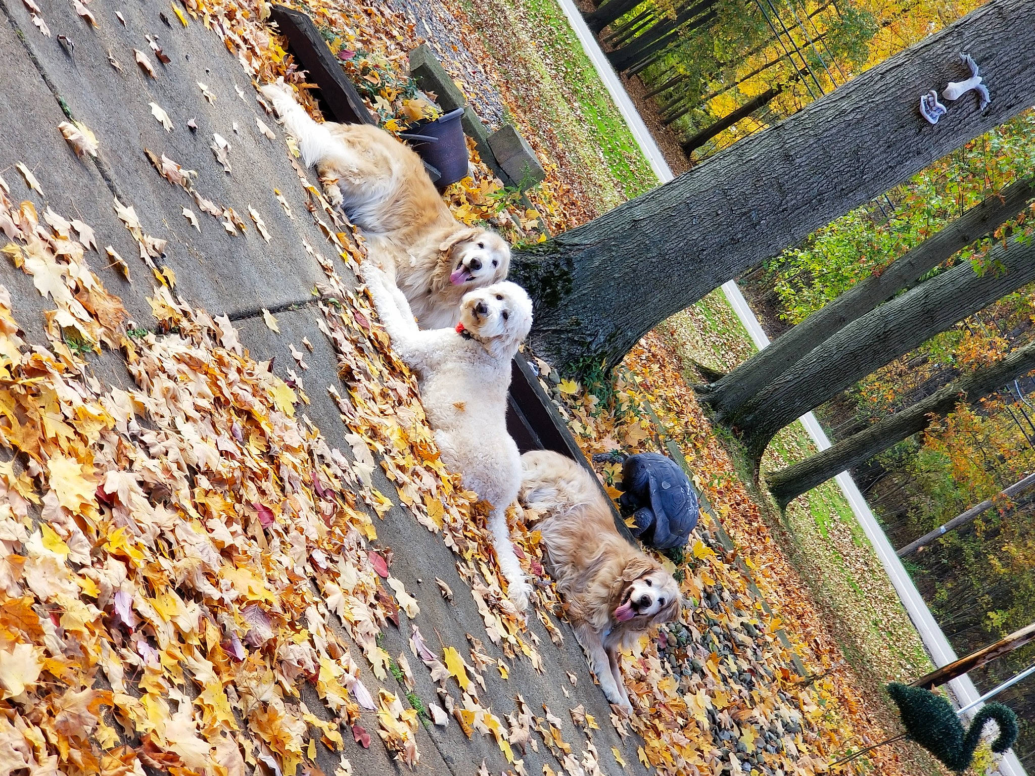 Einstein joined the competition — help win amazing prizes! autumn, chain_link_fencing, fawn, fence, fur, grass, home_fencing, landscape, mesh, metal, plant, shadow, wire_fencing, wood