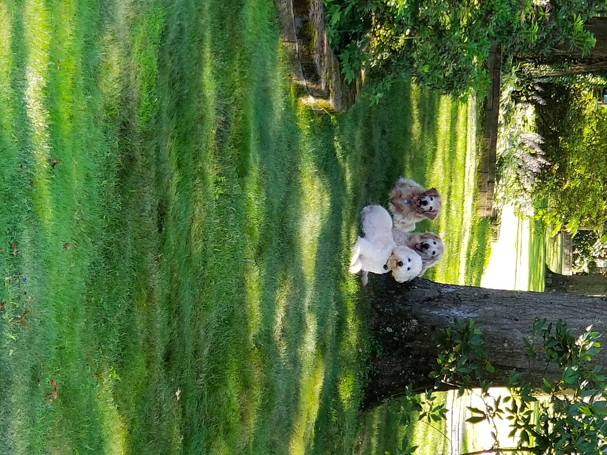 Einstein joined the competition — help win amazing prizes! biome, botany, grass, grass_family, green, landscape, lawn, leaf, leisure, natural_environment, natural_landscape, nature, people_in_nature, plant, shrub, terrestrial_plant, tree, trunk, vegetation, wood