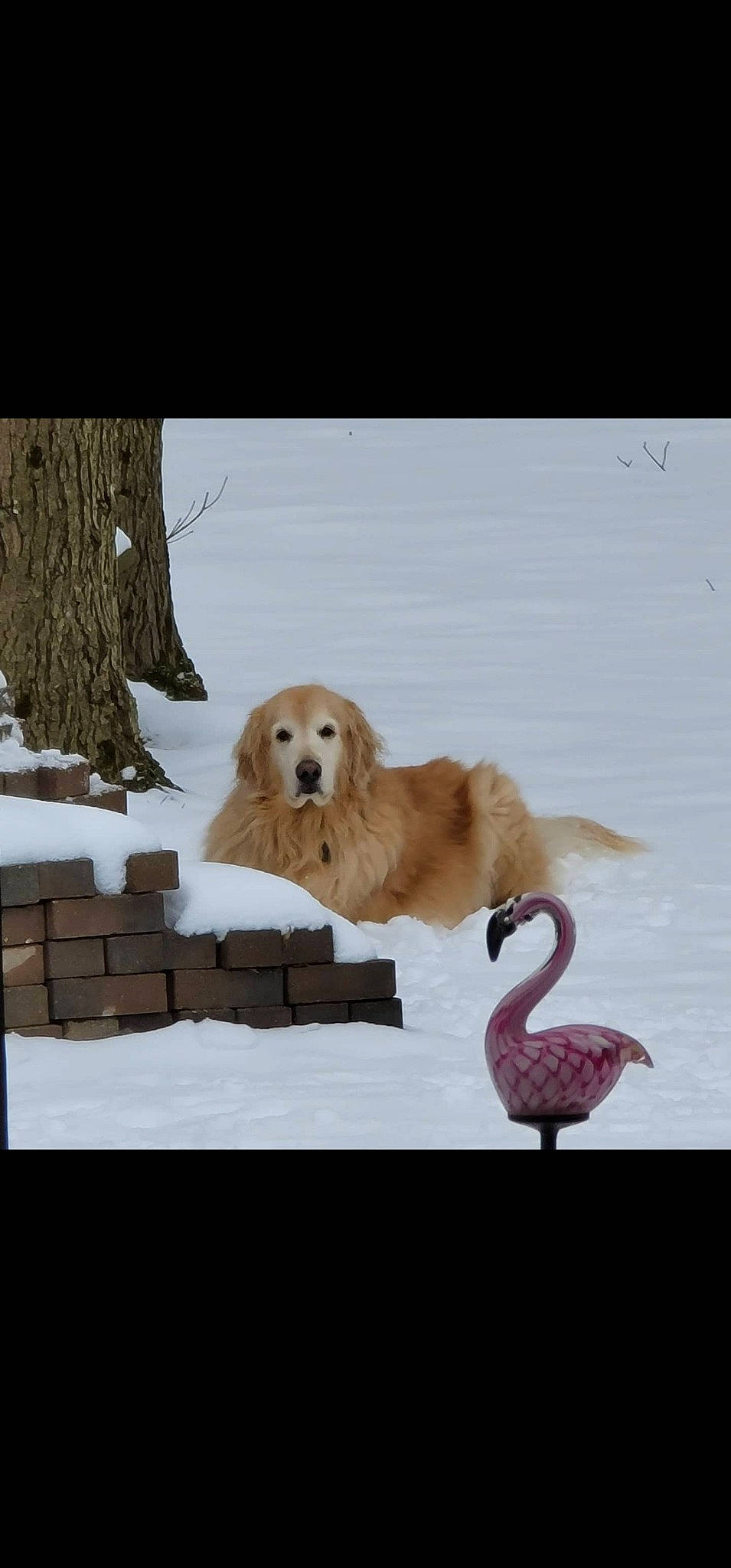 Einstein is registered to the contest to win money with this photo: _geese_and_swans, bird, canidae, carnivore, companion_dog, dog, dog_breed, ducks, freezing, fur, polar_ice_cap, retriever, snow, sporting_group, tail, terrestrial_animal, tree, wildlife, winter, wood