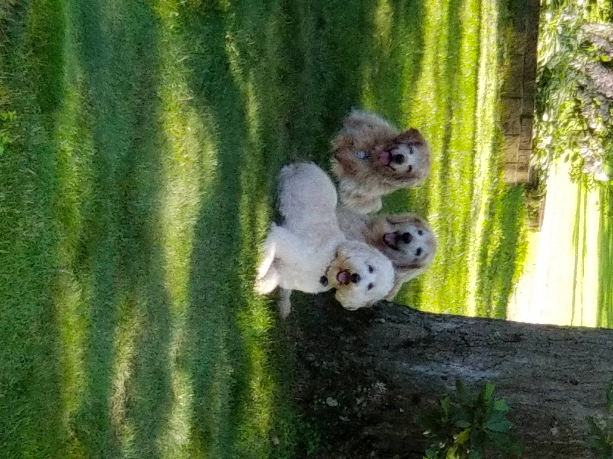 Einstein joined the competition — help win amazing prizes! canidae, carnivore, companion_dog, dog, dog_breed, fawn, grass, grass_family, landscape, leaf, plant, snout, sporting_group, tail, terrier, toy, toy_dog, tree, trunk, wood