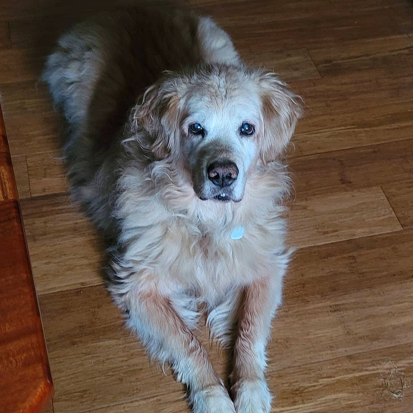 Ted E Bear joined the competition — help win amazing prizes! carnivore, companion_dog, dog, dog_breed, flooring, fur, gun_dog, hardwood, laminate_flooring, paw, plank, snout, sporting_group, toy_dog, varnish, whiskers, wood, wood_flooring, wood_stain, working_animal