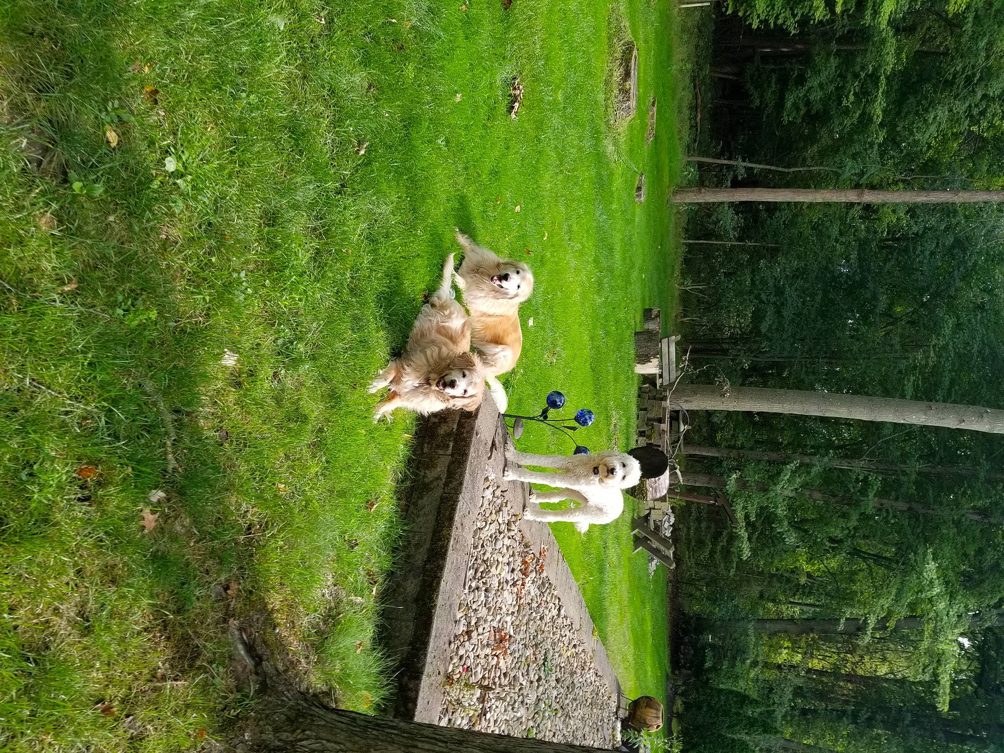 Ted E Bear joined the competition — help win amazing prizes! beak, biome, fawn, garden, grass, groundcover, landscape, lawn, leaf, plant, shrub, spring, squirrel, tail, tree, trunk, vegetation, wildlife, wood, woody_plant