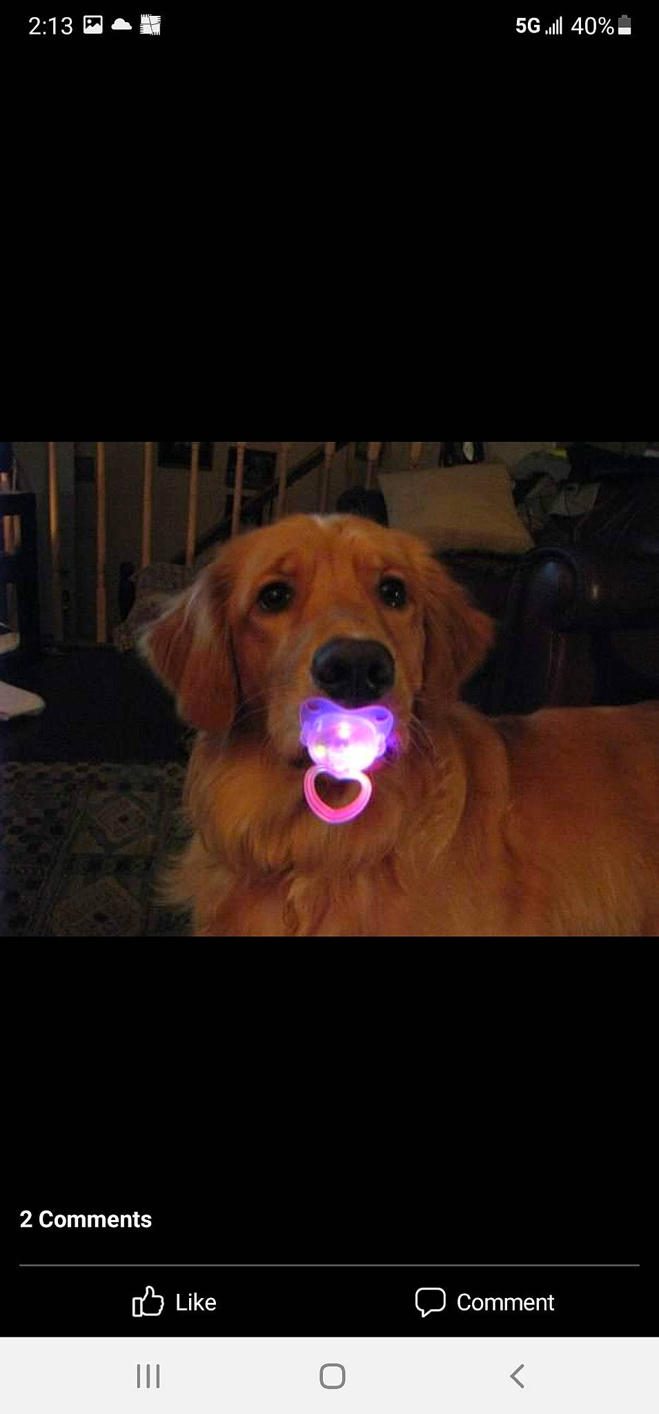 Ted E Bear is registered to the contest to win money with this photo: carnivore, companion_dog, dog, dog_breed, eye, fawn, flooring, fur, golden_retriever, gun_dog, happy, night, retriever, selfie, smile, sports_equipment, vertebrate, whiskers, wood, working_animal