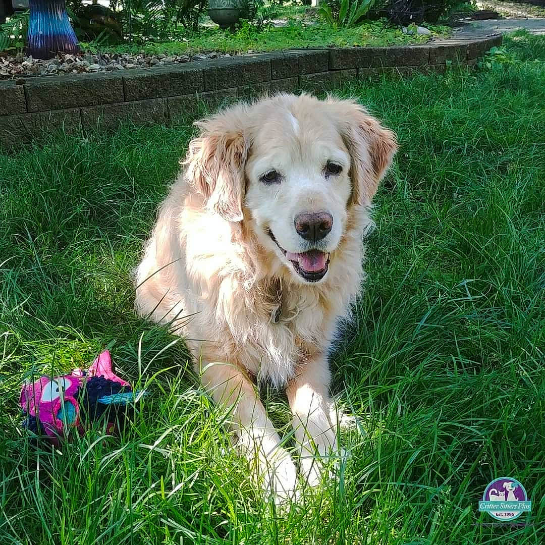 Ted E Bear joined the competition — help win amazing prizes! canidae, carnivore, companion_dog, dog, dog_breed, fawn, grass, groundcover, gun_dog, plant, sporting_group, working_dog