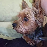 Princess joined the competition — help win amazing prizes! alert, animal, black_pants, closeup, clothing, companion, cute, dog, ears, eyes, fur, fur_texture, indoor, lap, person, pet, resting, small_dog, yellow_top, yorkshire_terrier