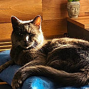 Grizou a rejoint le concours — aidez-le/la à gagner de superbes lots ! cat, gray_cat, pillow, blue_pillow, wooden_background, sunlight, indoor, pet, feline, fur, relaxing, resting, cozy, home_decor, plant, buddha_head, table, whiskers, tail, ears