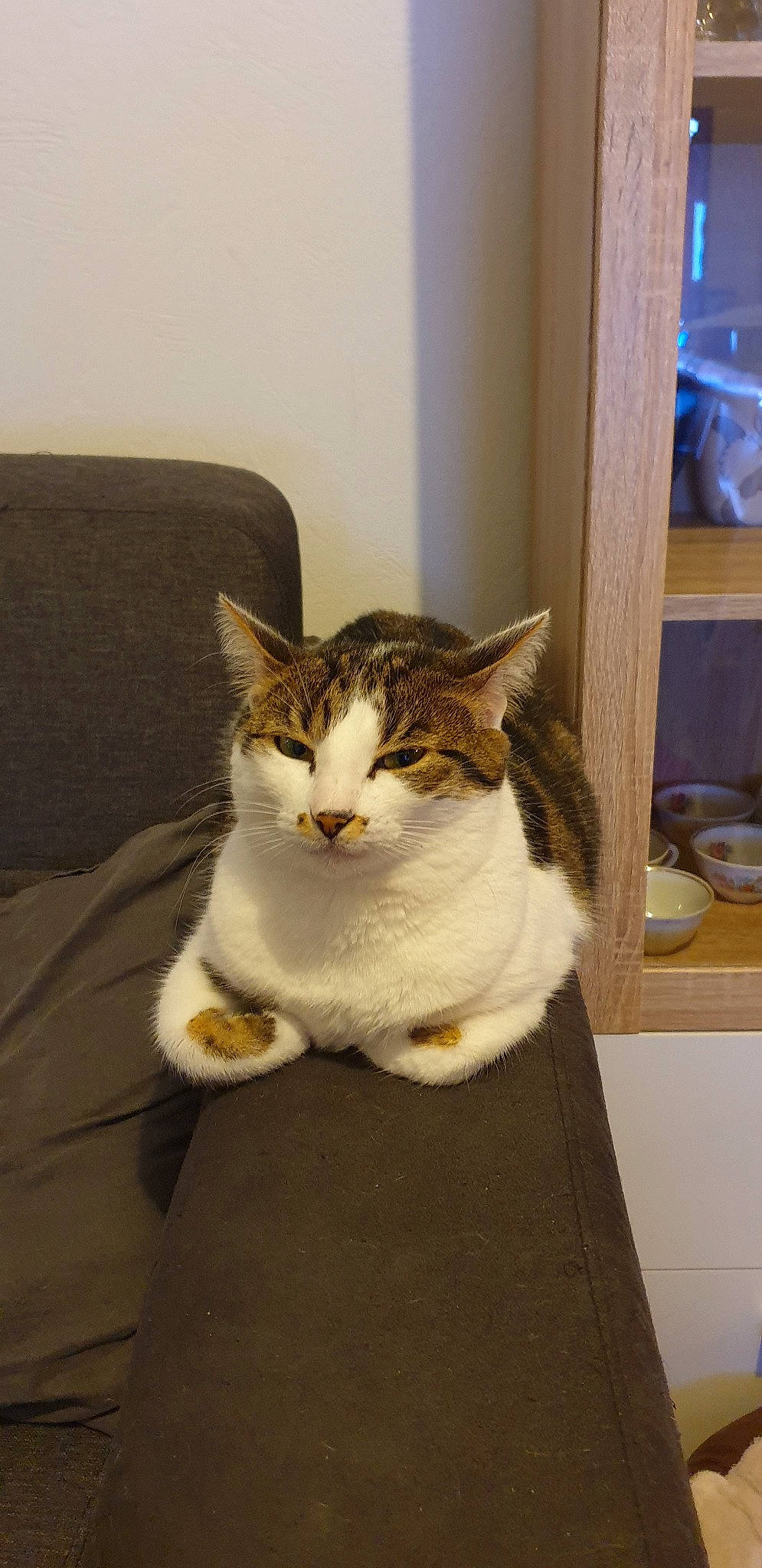 Mignonne a rejoint le concours — aidez-le/la à gagner de superbes lots ! aegean_cat, american_shorthair, american_wirehair, asian, carnivore, cat, domestic_short_haired_cat, european_shorthair, felidae, kitten, mammal, polydactyl_cat, small_to_medium_sized_cats, tabby_cat, tail, whiskers