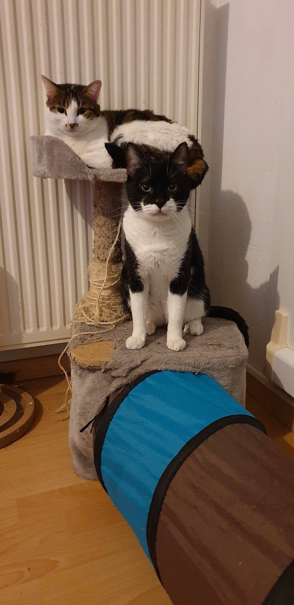 Mignonne a rejoint le concours — aidez-le/la à gagner de superbes lots ! carnivore, cat, domestic_short_haired_cat, felidae, kitten, mammal, small_to_medium_sized_cats, tail, whiskers